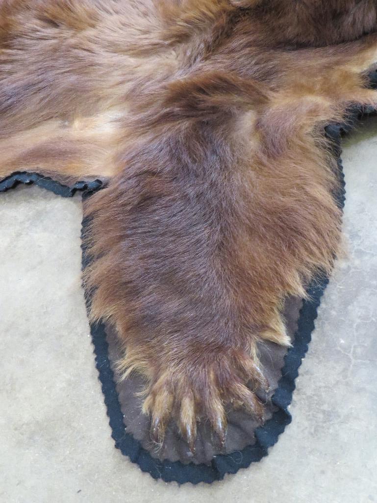 Felted Cinnamon Phase Black Bear Rug w/Mounted Head, all claws TAXIDERMY