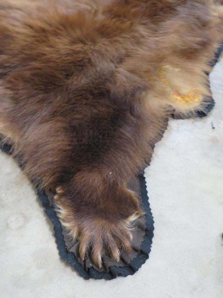 Felted Cinnamon Phase Black Bear Rug w/Mounted Head, all claws TAXIDERMY