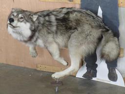 Beautiful Lifesize Leaping Wolf on Bolts *No Base* TAXIDERMY