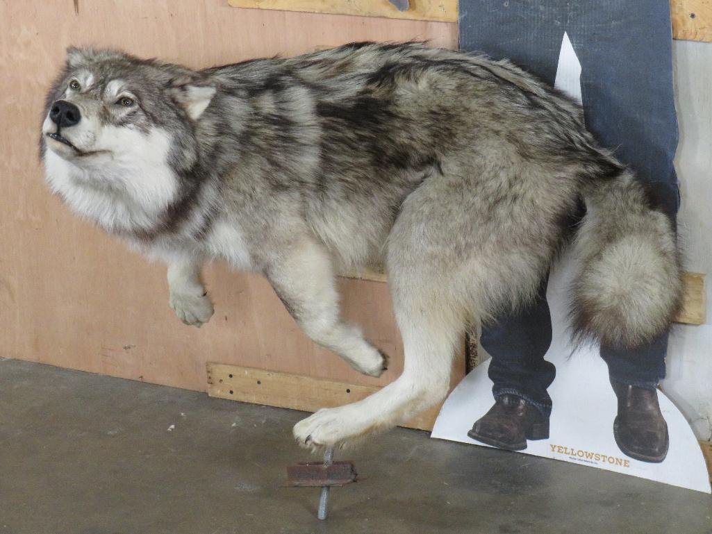 Beautiful Lifesize Leaping Wolf on Bolts *No Base* TAXIDERMY