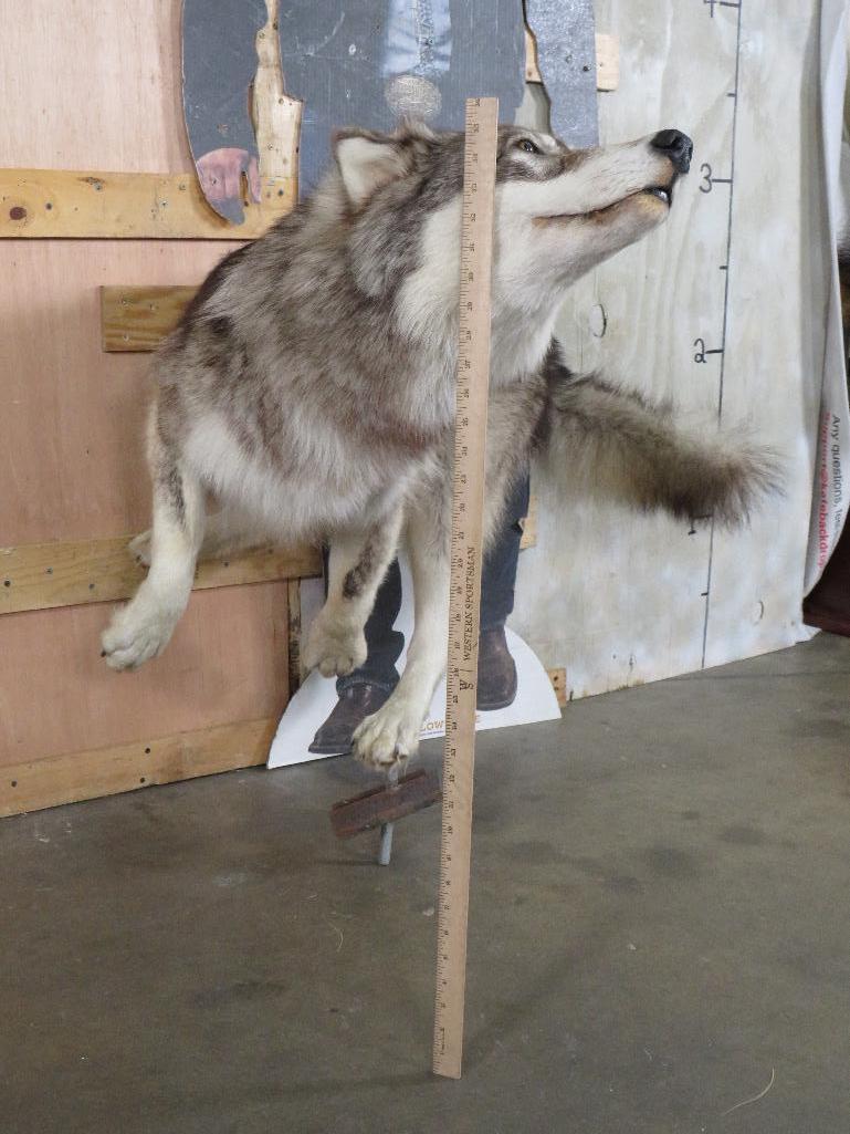 Beautiful Lifesize Leaping Wolf on Bolts *No Base* TAXIDERMY