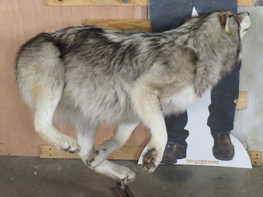 Beautiful Lifesize Leaping Wolf on Bolts *No Base* TAXIDERMY