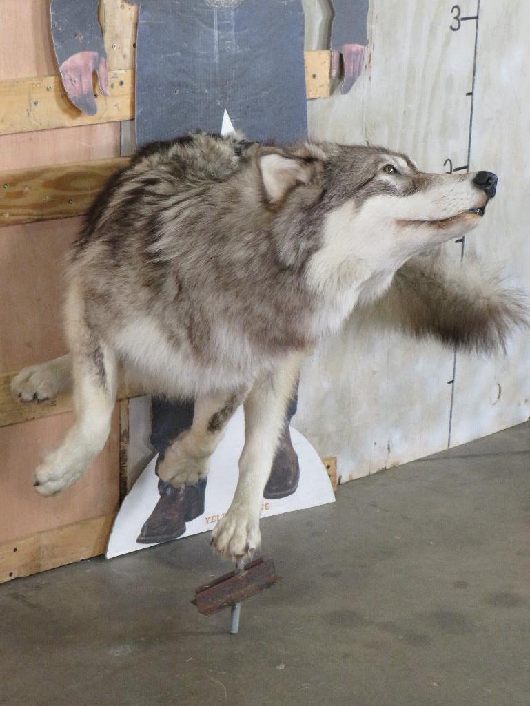 Beautiful Lifesize Leaping Wolf on Bolts *No Base* TAXIDERMY