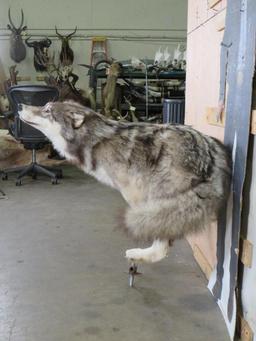 Beautiful Lifesize Leaping Wolf on Bolts *No Base* TAXIDERMY