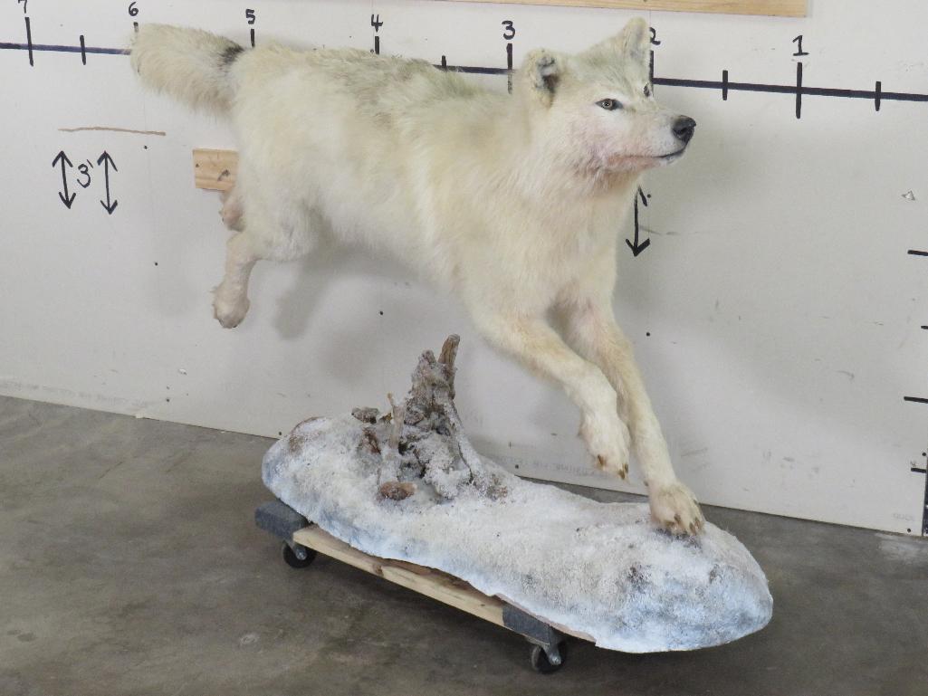 Lifesize Artic Wolf on Base TAXIDERMY