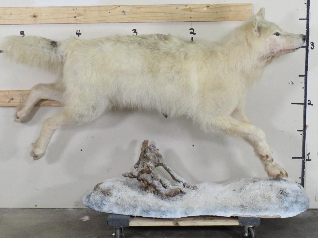 Lifesize Artic Wolf on Base TAXIDERMY