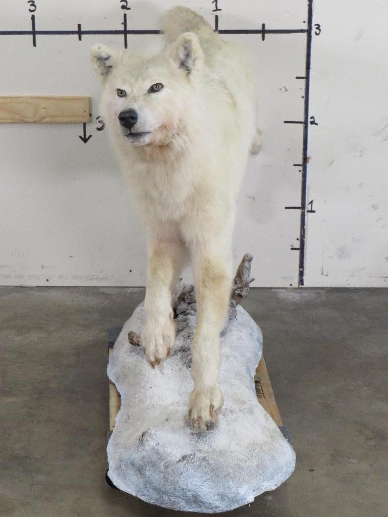 Lifesize Artic Wolf on Base TAXIDERMY