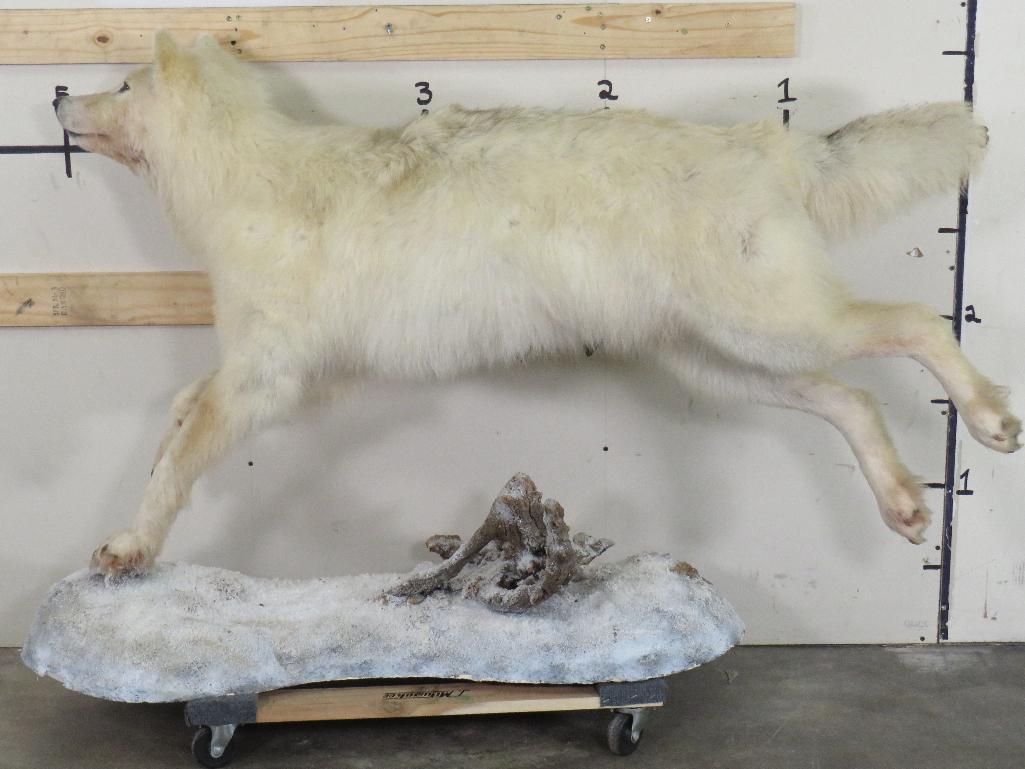 Lifesize Artic Wolf on Base TAXIDERMY