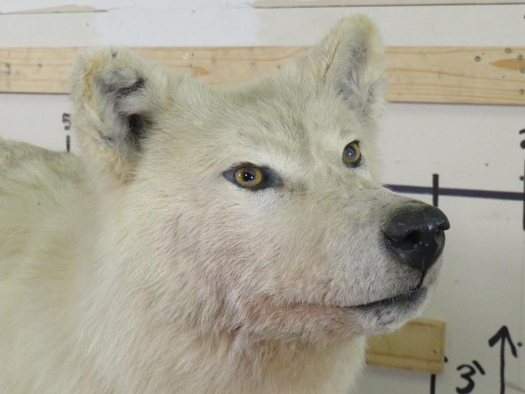 Lifesize Artic Wolf on Base TAXIDERMY