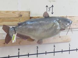 BIG 45" Catfish Mt TAXIDERMY