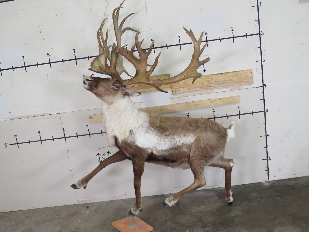 Really Pretty Lifesize Caribou w/Repro Rack TAXIDERMY