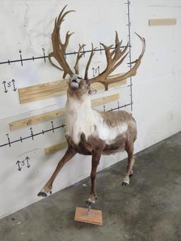 Really Pretty Lifesize Caribou w/Repro Rack TAXIDERMY