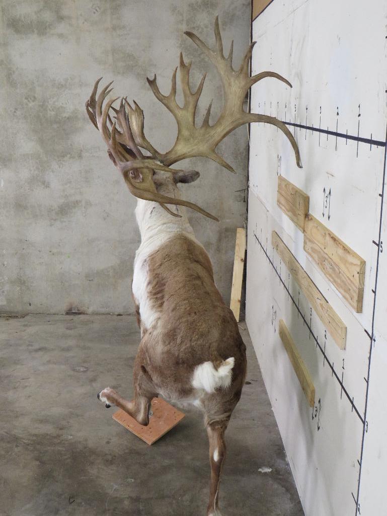 Really Pretty Lifesize Caribou w/Repro Rack TAXIDERMY