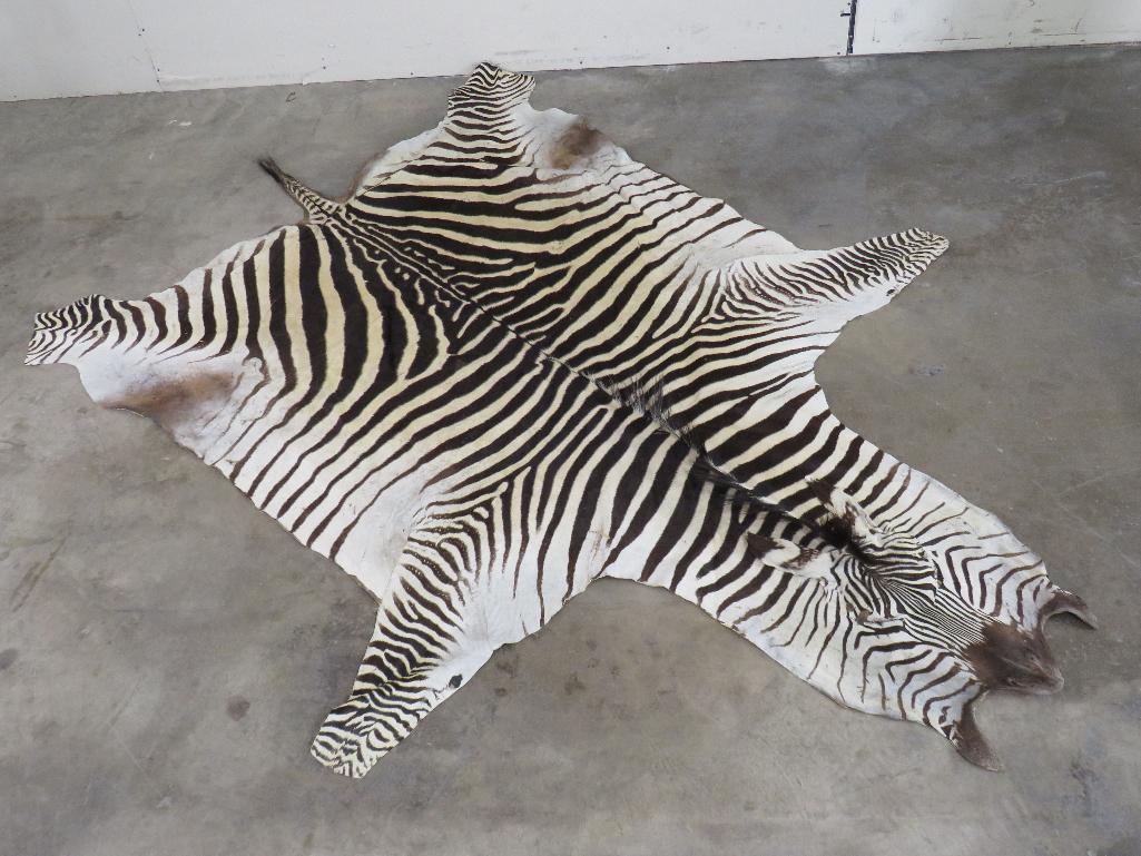 Zebra Hide TAXIDERMY