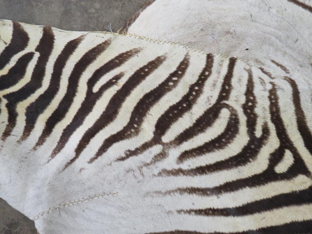 Zebra Hide TAXIDERMY