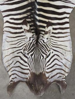 Zebra Hide TAXIDERMY