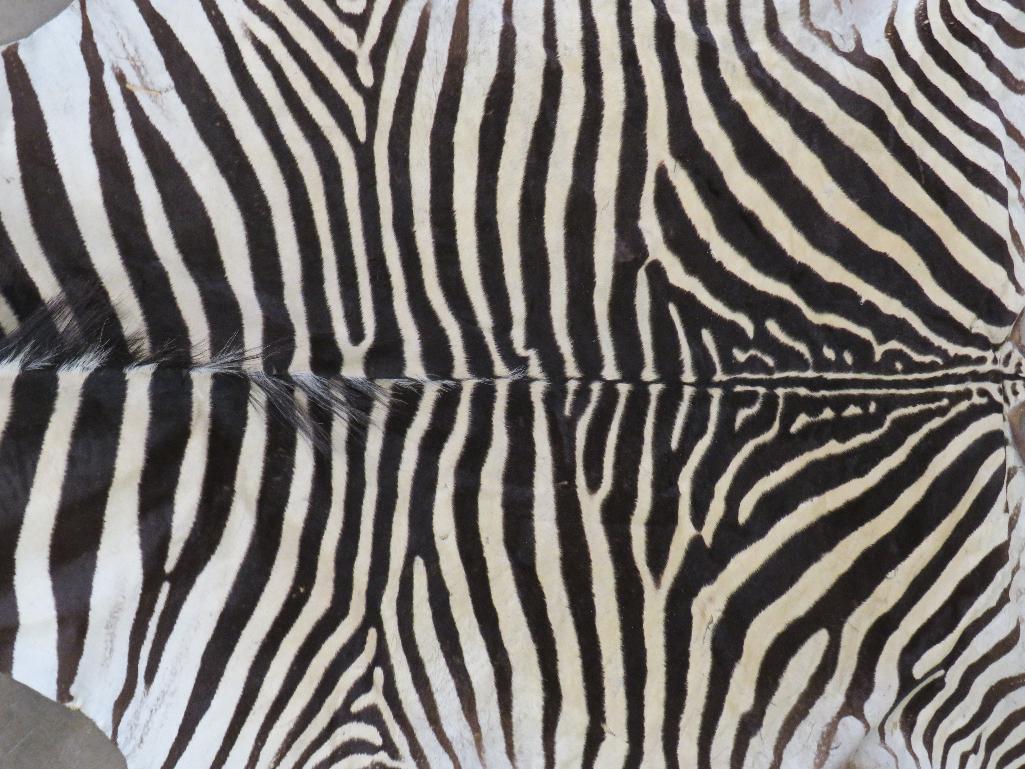 Zebra Hide TAXIDERMY