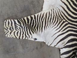 Zebra Hide TAXIDERMY