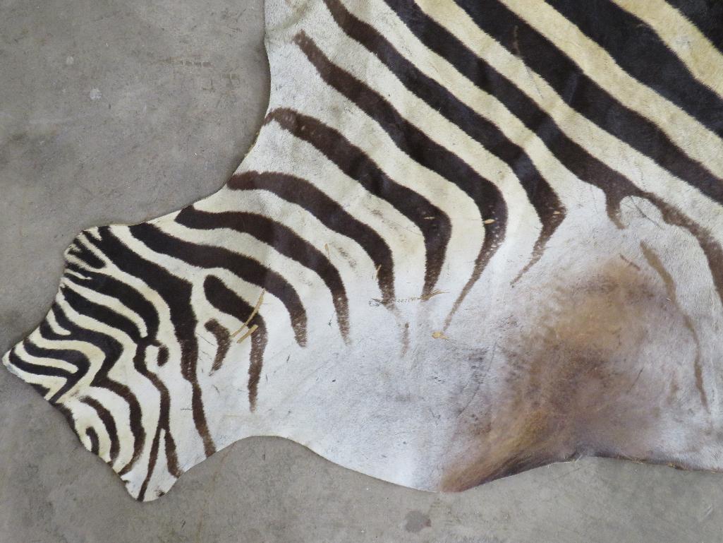 Zebra Hide TAXIDERMY