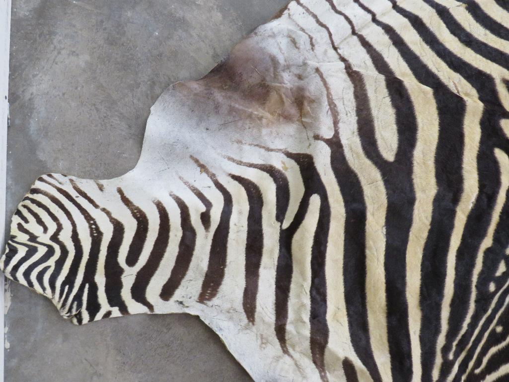 Zebra Hide TAXIDERMY