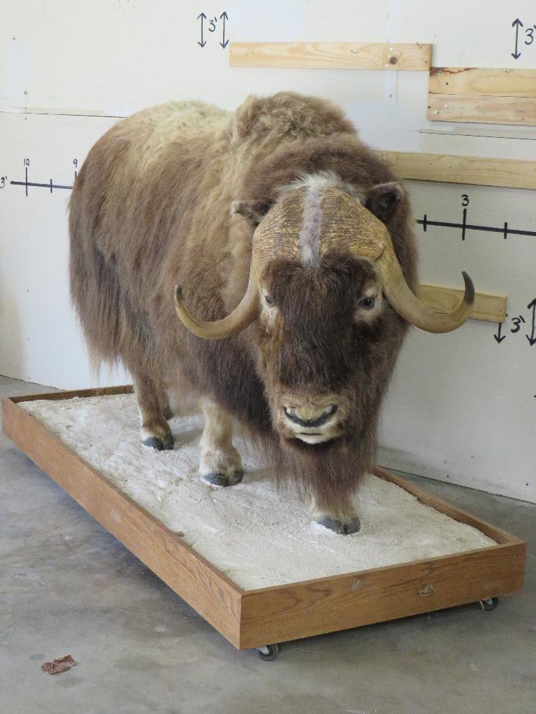 Nice Lifesize Musk Ox on Base w/Wheels TAXIDERMY