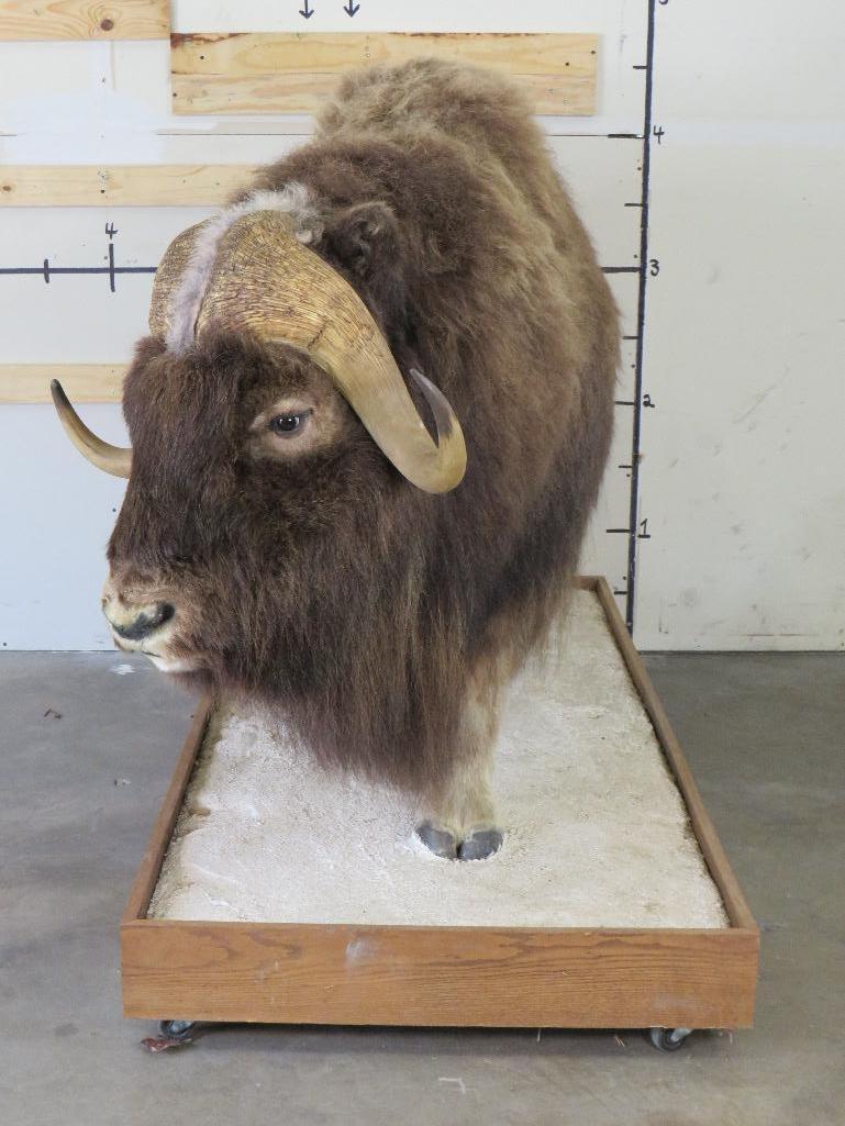 Nice Lifesize Musk Ox on Base w/Wheels TAXIDERMY