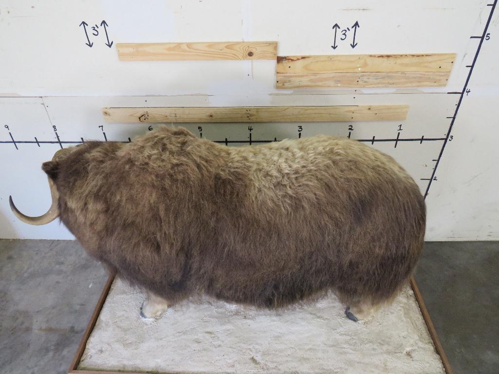 Nice Lifesize Musk Ox on Base w/Wheels TAXIDERMY