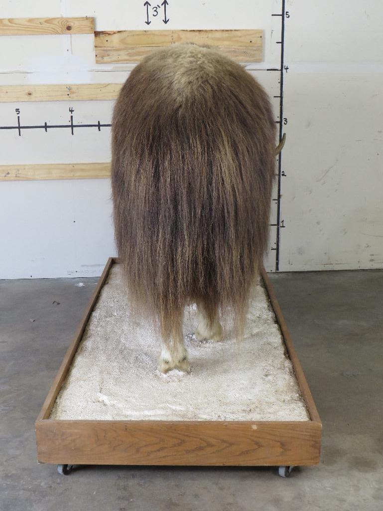 Nice Lifesize Musk Ox on Base w/Wheels TAXIDERMY