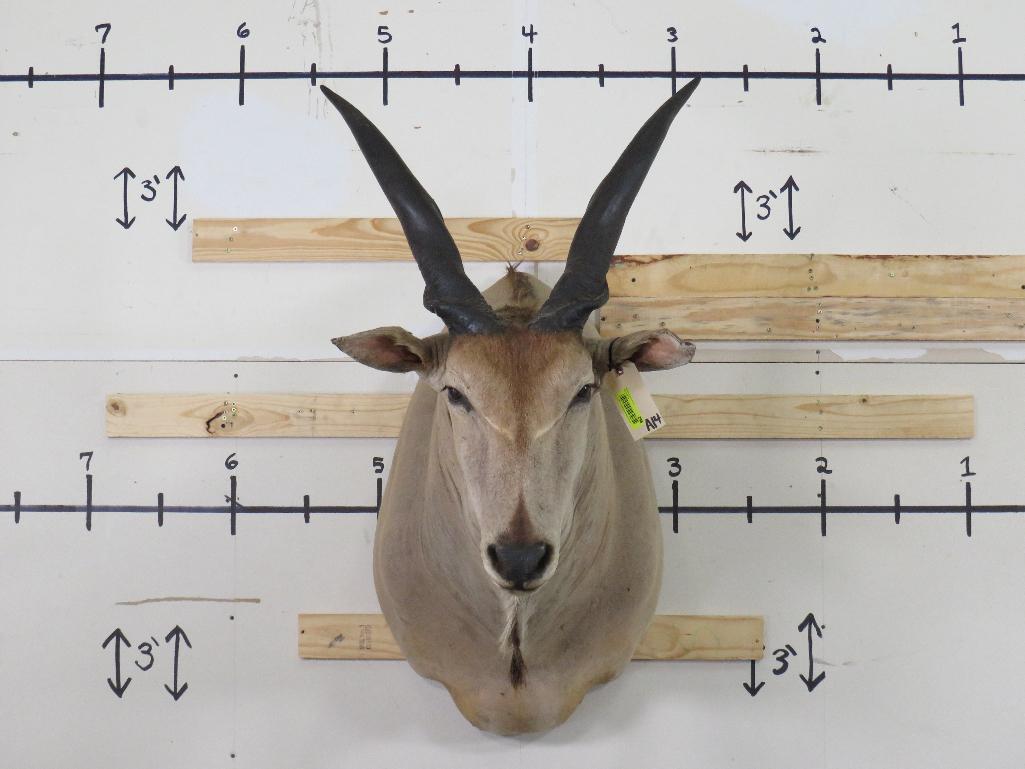 Eland Sh Mt TAXIDERMY