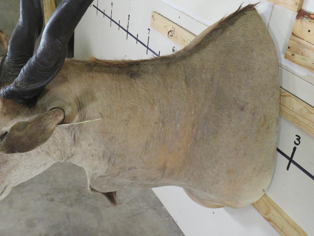 Eland Sh Mt TAXIDERMY