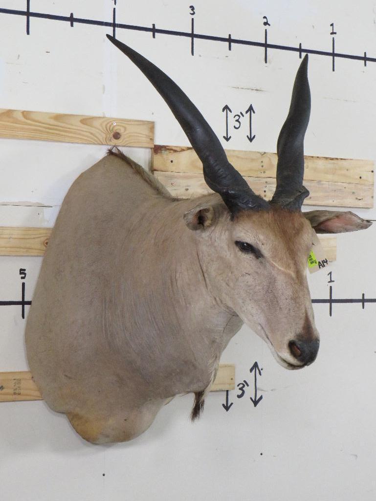 Eland Sh Mt TAXIDERMY