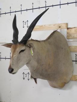 Eland Sh Mt TAXIDERMY