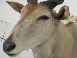 Eland Sh Mt TAXIDERMY