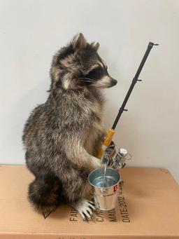 Fishing Raccoon, complete with bait bucket and fishing rod, 18 inches tall, 11 inches wide, Awesome