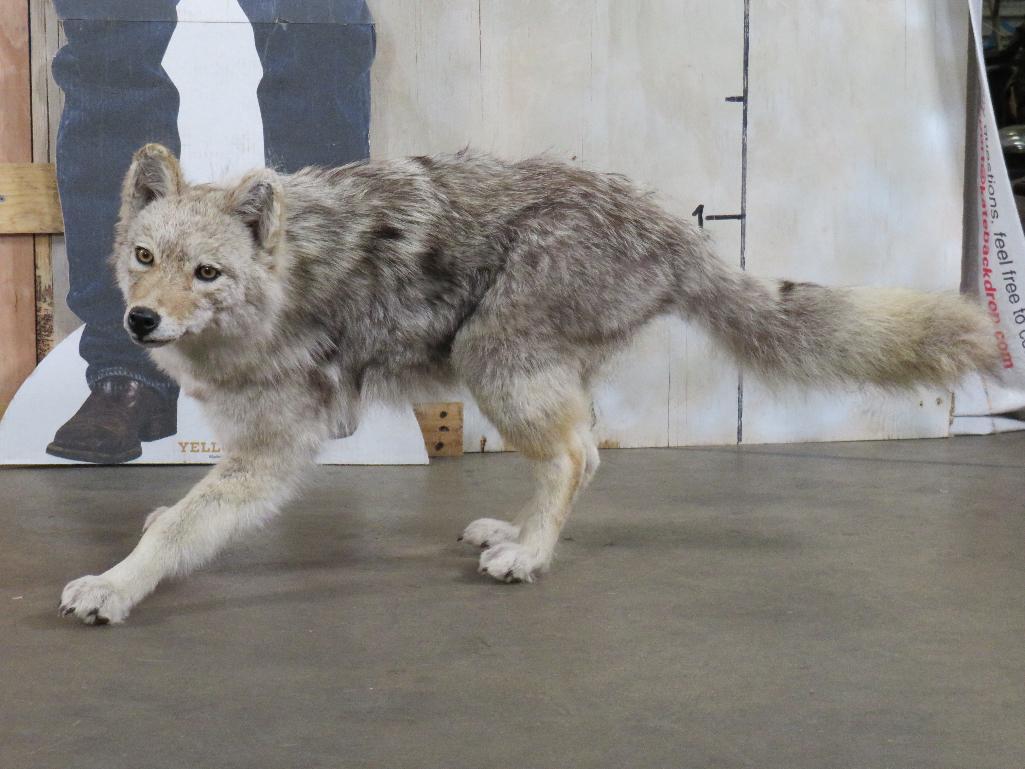 Lifesize Wolf *No Base* TAXIDERMY