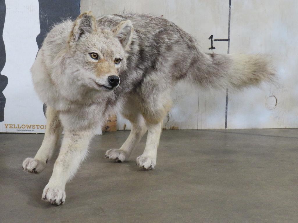 Lifesize Wolf *No Base* TAXIDERMY