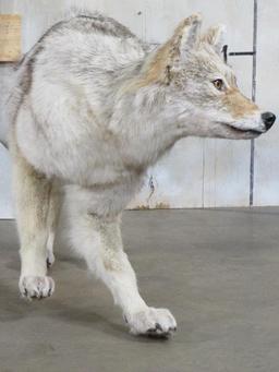 Lifesize Wolf *No Base* TAXIDERMY