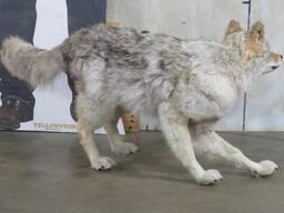 Lifesize Wolf *No Base* TAXIDERMY