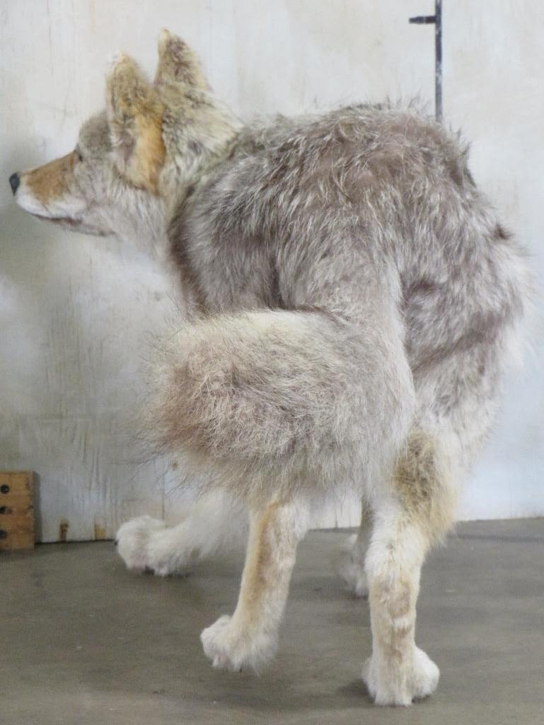 Lifesize Wolf *No Base* TAXIDERMY