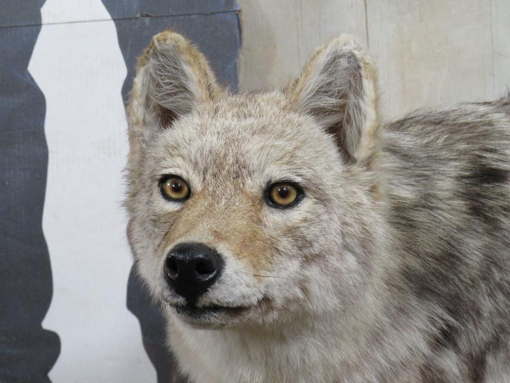 Lifesize Wolf *No Base* TAXIDERMY