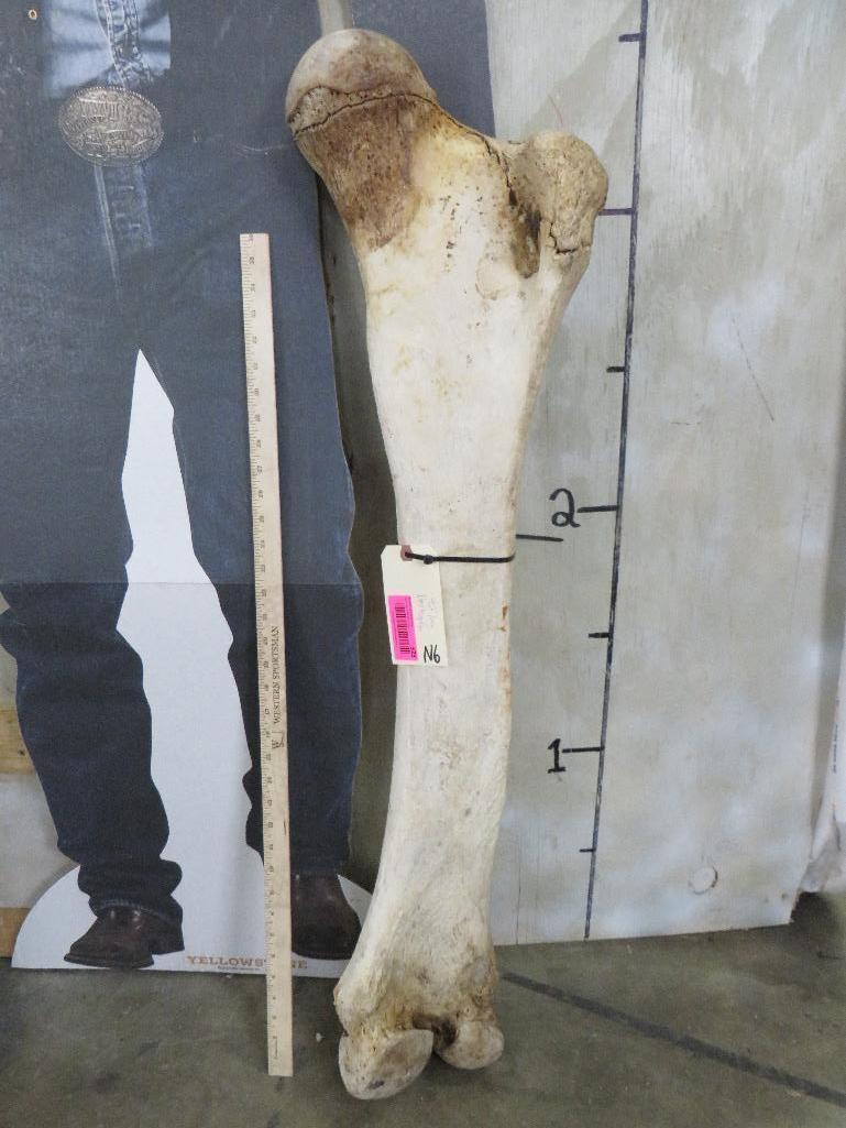 African Elephant Leg Bone *TX RES ONLY* -Has repair TAXIDERMY