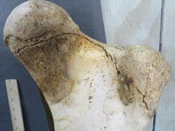 African Elephant Leg Bone *TX RES ONLY* -Has repair TAXIDERMY