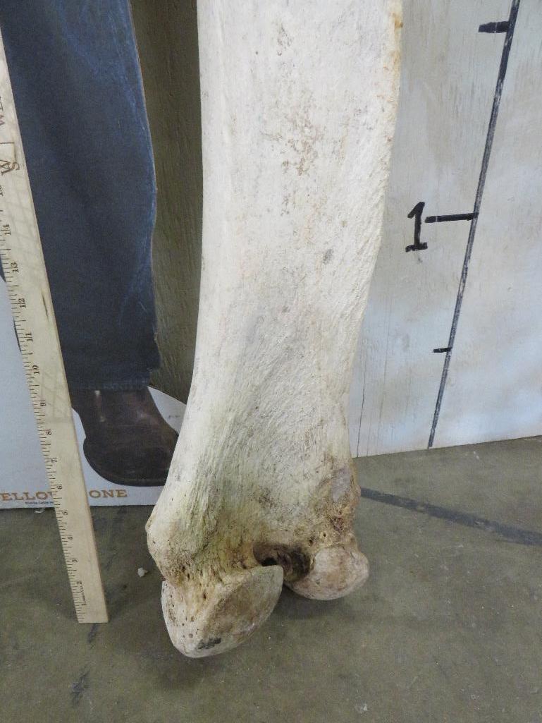 African Elephant Leg Bone *TX RES ONLY* -Has repair TAXIDERMY