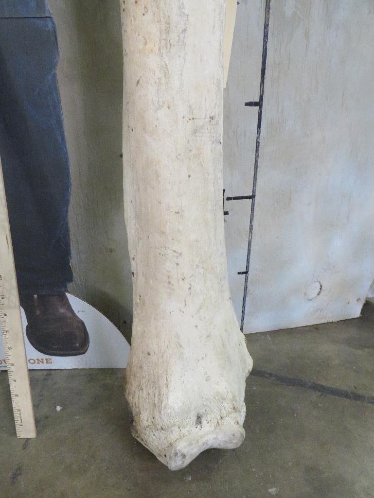 African Elephant Leg Bone *TX RES ONLY* -Has repair TAXIDERMY