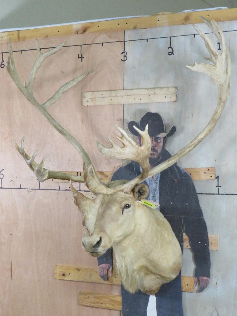 XL Double Shovel Caribou Sh Mt TAXIDERMY