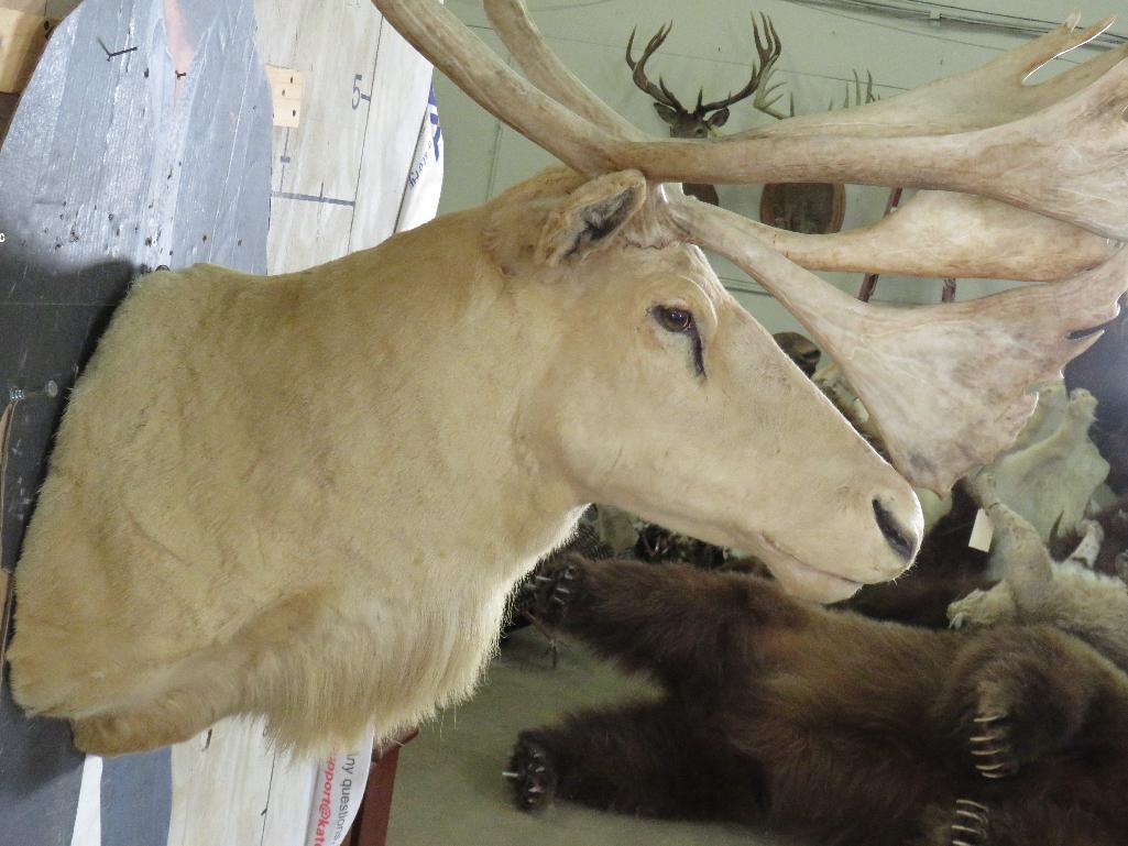 XL Double Shovel Caribou Sh Mt TAXIDERMY