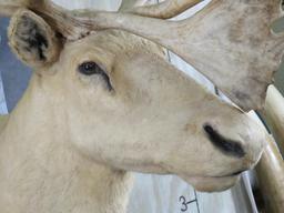 XL Double Shovel Caribou Sh Mt TAXIDERMY