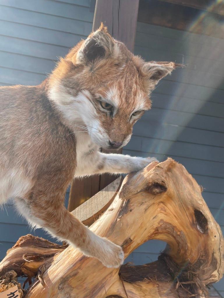 Most UNUSAL Bobcat, EVER ? Lots of White,/red almost PIEBALD, mounted on a hanging wood limb, 58 inc