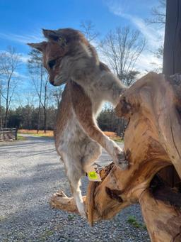 Most UNUSAL Bobcat, EVER ? Lots of White,/red almost PIEBALD, mounted on a hanging wood limb, 58 inc