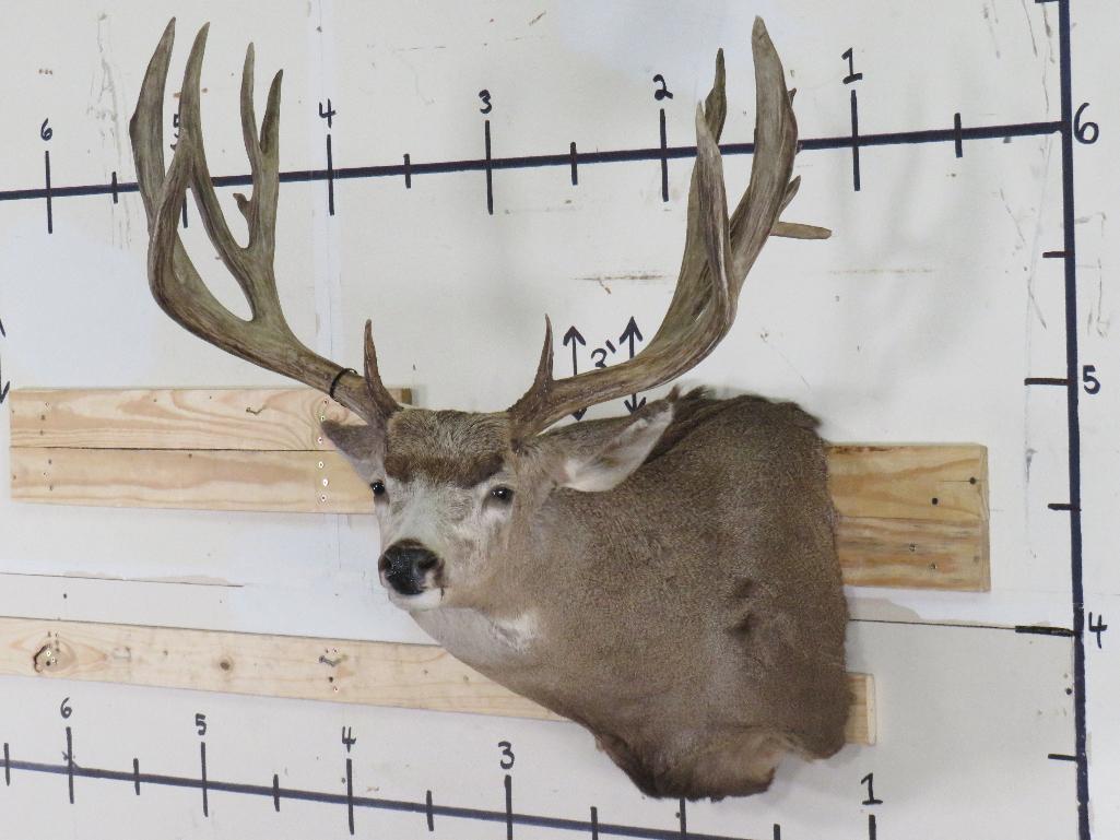 Mule Deer Sh Mt w/XXL Repro Rack TAXIDERMY